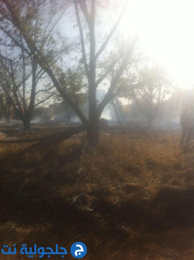 حريق يلتهم حقل اشجار في جلجولية